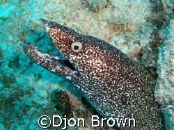 Moray - Turtle Reef by Djon Brown 
